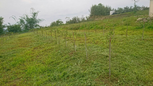 南投中寮農牧用地,南投縣中寮鄉內城巷