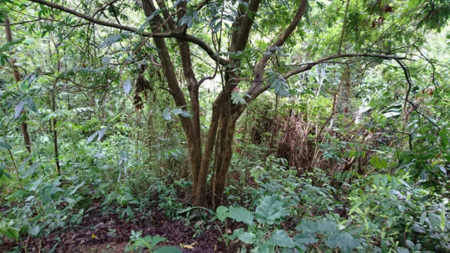 南投中寮先驅段農牧用地,南投縣中寮鄉永樂路